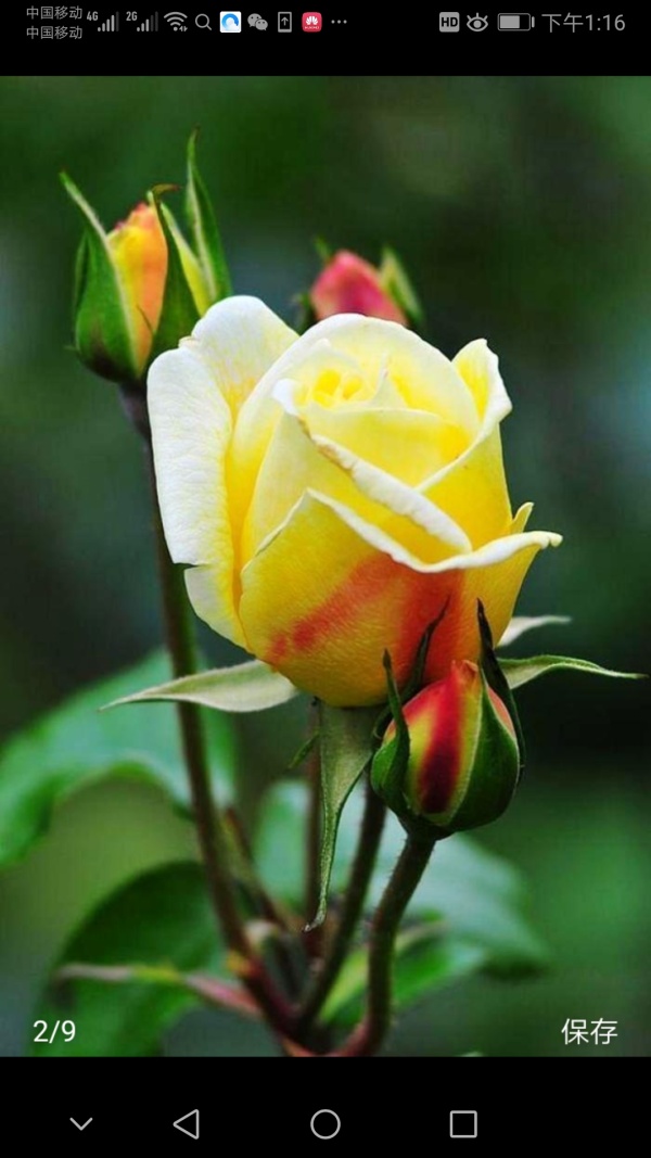 漂亮的玫瑰花