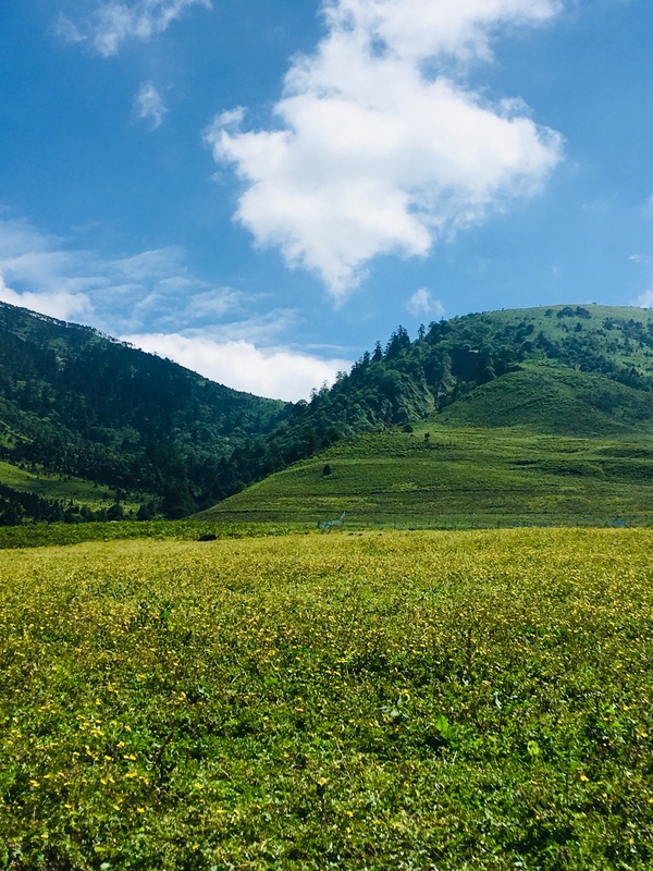 绿茵茵的草地