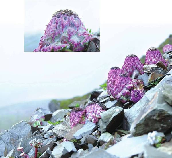 青藏高原植物