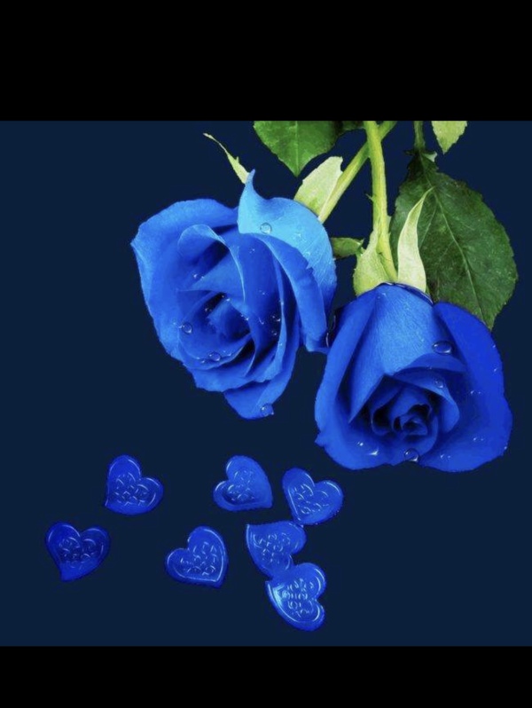 2,三枝蓝色妖姬 花语:你是我最深的爱恋,希望永远铭记我们这段美丽的