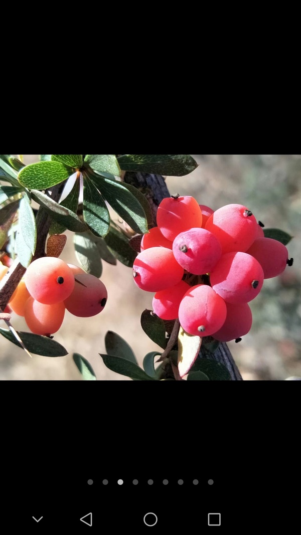 酸果儿加起白糖一起吃满口都是酸酸甜甜的