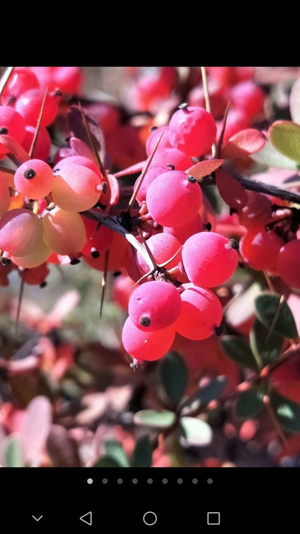 酸果儿加起白糖一起吃满口都是酸酸甜甜的