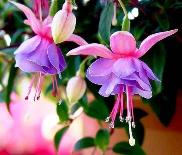 孤独,很多时候像一杯水,没有杂质,没有污染,更是一种清静幽雅的美