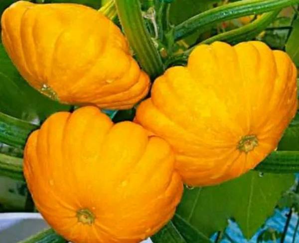 飞碟瓜营养丰富