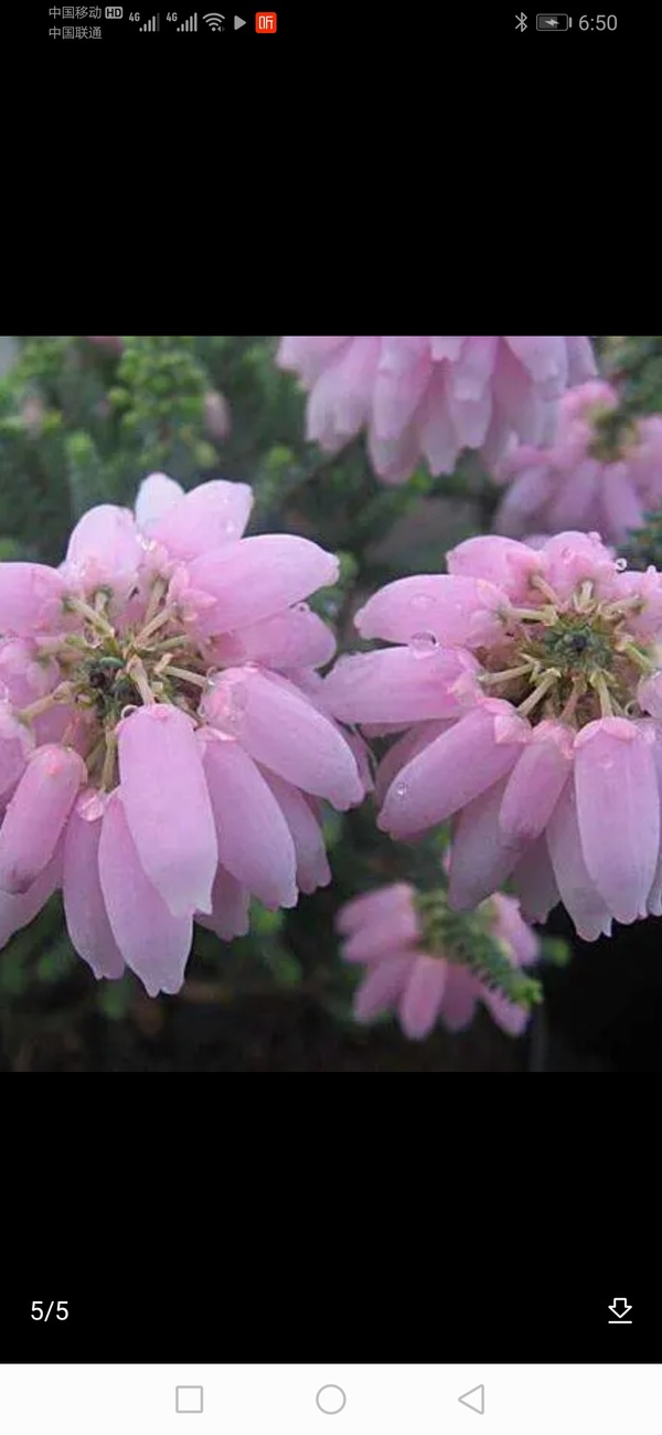 欧石楠,花量大,花开美.