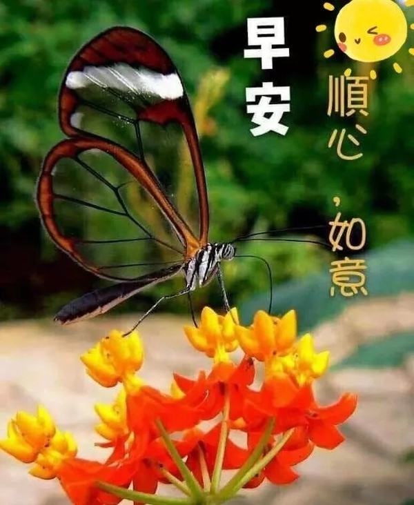 8月19日特别漂亮的早上好图片问候祝福语带鲜花 问候早安的好句子群发 阿斗名帖 区块链名帖 人人适用的区块链 8月19日特别漂亮的早上好图片问候祝福语带鲜花 问候早安的好句子群发 阿斗名帖 区块链名帖 人人适用的区块链