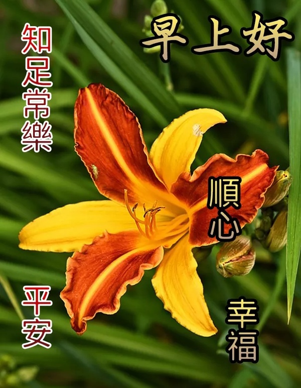 9月6日微信群发早上好图片问候祝福语带鲜花 问候早安的好句子群发 阿斗名帖 区块链名帖 人人适用的区块链