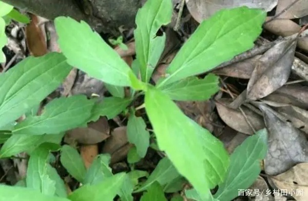 和藥用價值為一體,具有消炎抗菌功效,早春時節,掐了一把鮮嫩的馬蘭頭